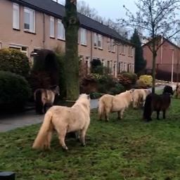 Video | Kudde ontsnapte pony’s loopt door woonwijk in Eerbeek