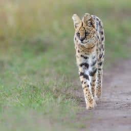 Ontsnapte serval teruggevonden in Limburgse dorp Herkenbosch