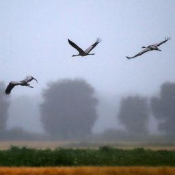 Vogelgriep leidt tot ‘grootste natuurschade ooit’ in Israël