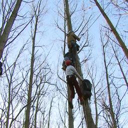Video | Activisten bezetten bos in Limburgse Born vanwege bomenkap