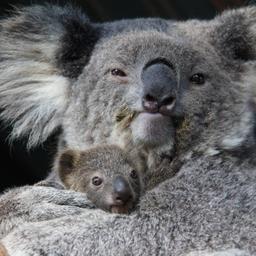 Australië trekt 31 miljoen euro uit voor verbetering leefomgeving van koala’s
