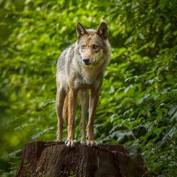 Video | De wolf lijkt een blijvertje: hoe gaan we met het roofdier om?