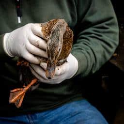Dierenambulances draaien overuren door uitbraak vogelgriep