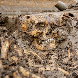 Gevonden schedels in Zuidland zijn te oud om nog te identificeren