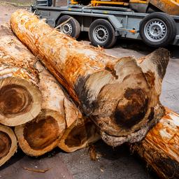 Milieuorganisaties willen biomassacentrale in Noord-Brabant dwarsbomen