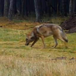 Video | Natuurmonumenten deelt beelden van nieuwe wolven op Veluwe
