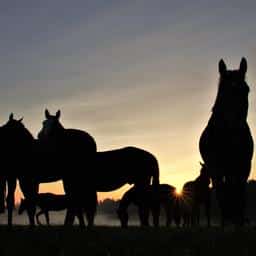 Veertien paarden omgekomen door stalbrand