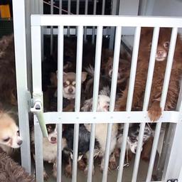 Video | Wandelaar vindt 24 honden vastgebonden aan paal in Geldermalsen