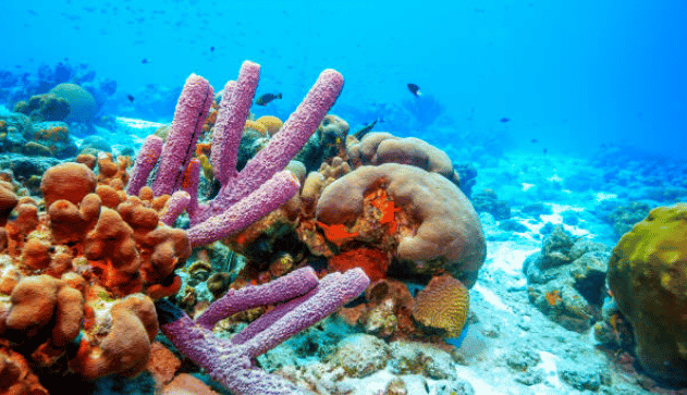 Zembla komt met tv-uitzending over vervuiling koraalriffen Bonaire