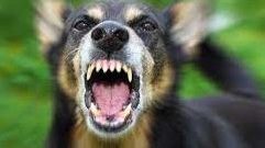 6 agressieve honden op Bonaire ingeslapen