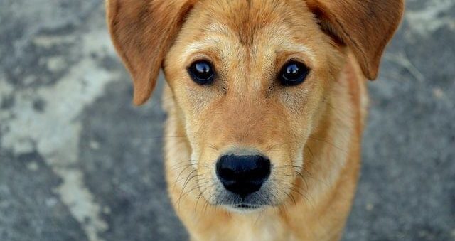 Dierenbescherming stelt compensatie beschikbaar voor hondenvangers