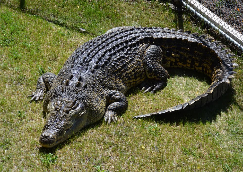 Struisvogelpark zoekt naam voor ontsnapte krokodil