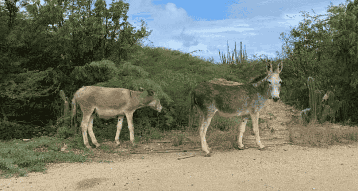 Bonaire Donkey Protection League pleit voor bescherming ezels