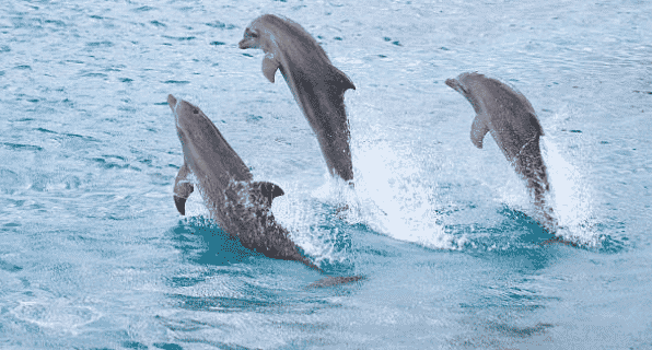 Sea Aquarium en Dolphin Academy donderdag voor de rechter