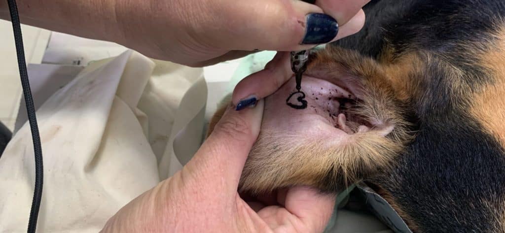 Honden sterilisatieproject krijgen hartjes tattoo