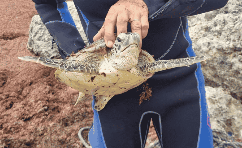 Sargassumwier brengt zeeschildpadden in de problemen