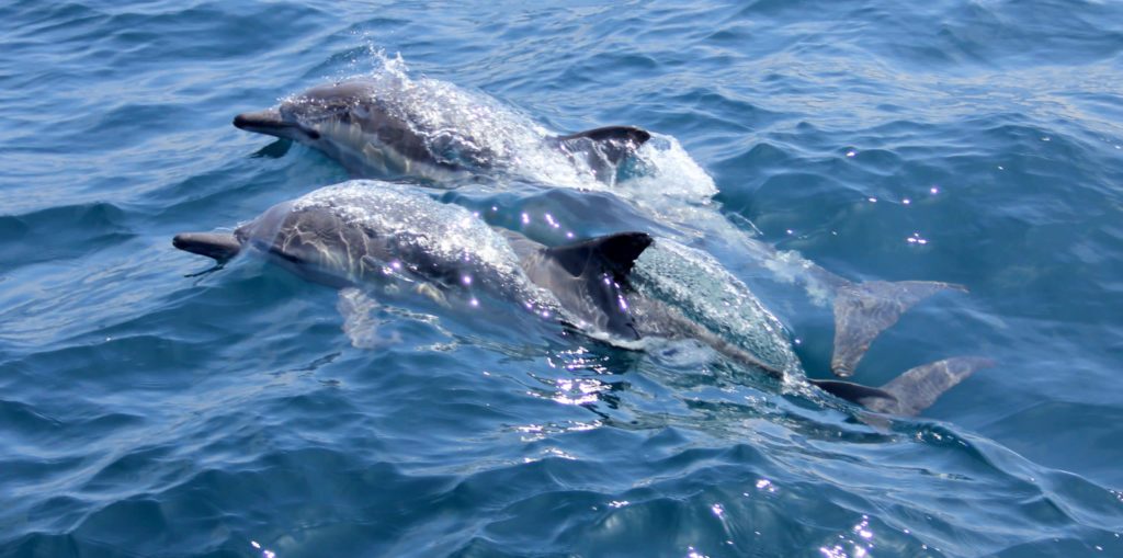 Petitie tegen transport dolfijnen Dolphin Academy naar Saudi-Arabië