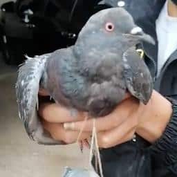 Video | Peruaanse politie vangt smokkelende duif met 30 gram cannabis