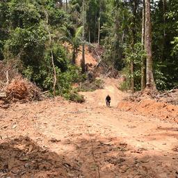 WNF waarschuwt voor naderend ‘kantelpunt’ Amazoneregenwoud door ontbossing