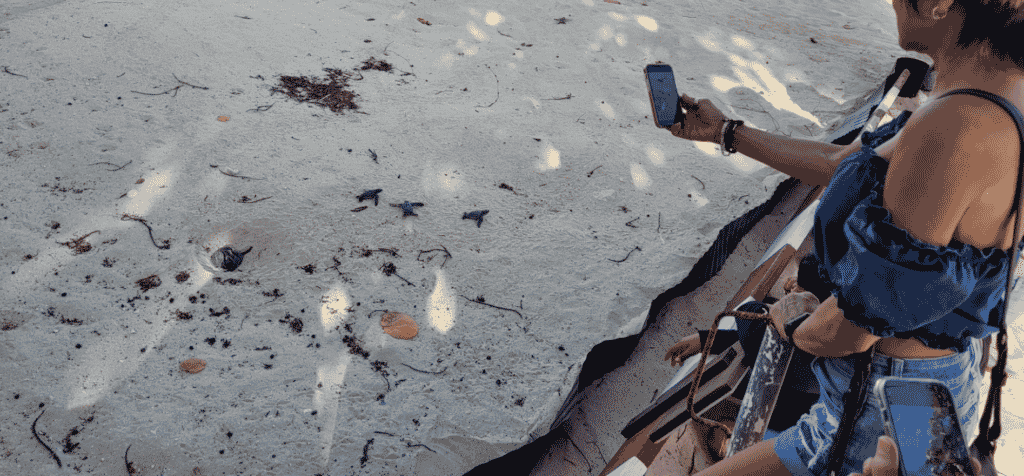 Lederschildpad nest uitgekomen op Moomba Beach