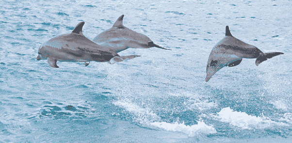 Rechter verbiedt transport dolfijnen zonder vergunning