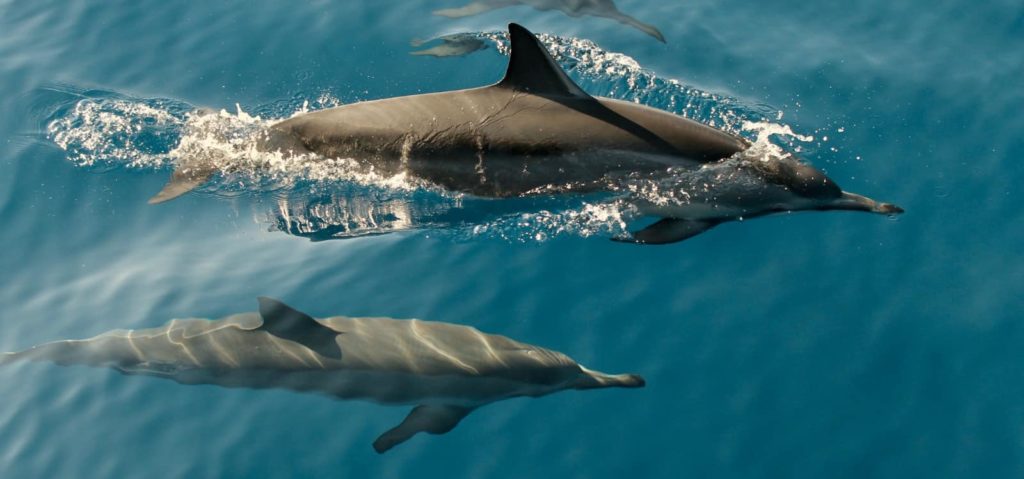 Dolfijnen Sea Aquarium onderweg naar Saudi-Arabië