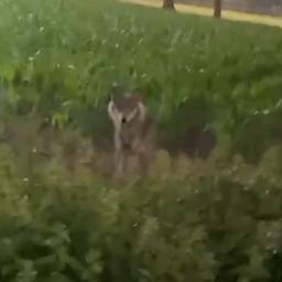 Video | Automobilist filmt wolf langs weg in Nijkerk