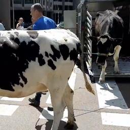 Video | Boeren protesteren met koeien bij Tweede Kamer in Den Haag