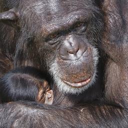 Chimpanseevrouwtje geboren in Safaripark Beekse Bergen
