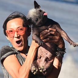 Chinese gekuifde naakthond Happy Face uitgeroepen tot lelijkste hond ter wereld