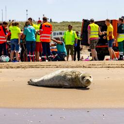 Dierenambulance overrijdt vrouw die zeehond fotografeert op strand Bloemendaal