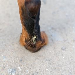 Dierenartsen waarschuwen hondeneigenaren voor bloeiende grasaren