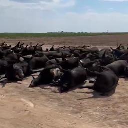Video | Duizenden runderen in VS dood door hittegolf
