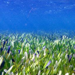 Grootste plant ter wereld ontdekt: zeegrasveld ter grootte van Amsterdam