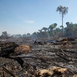 Hoe is het nu met de bosbranden in het Amazoneregenwoud?