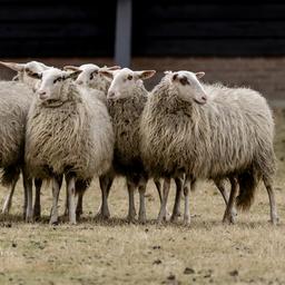 Honden die schapen doodbeten op kinderboerderij Rosmalen in beslag genomen