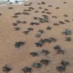 Video | Honderden babyschildpadden in India kruipen naar de zee
