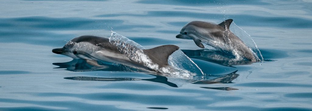 Animal rights blijft vechten voor dolfijnen Sea Aquarium