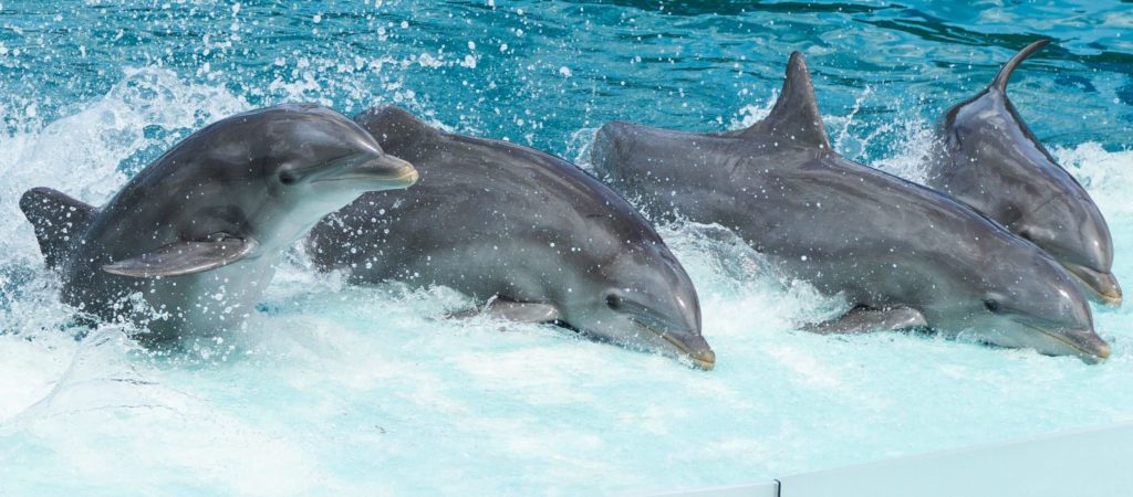 Transport dolfijnen 28 juni opnieuw voor de rechter