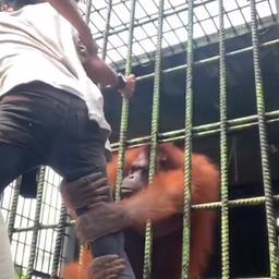 Video | Orang-oetan grijpt bezoeker in Indonesische dierentuin