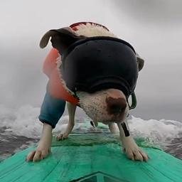 Video | Surfende honden trotseren golven in Californië