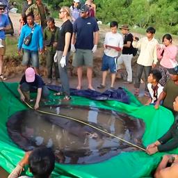 Video | Wetenschappers meten grootste zoetwatervis ooit op in Cambodja