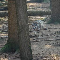 Zeker drie wolvenparen en een roedel hebben zich gevestigd in Nederland