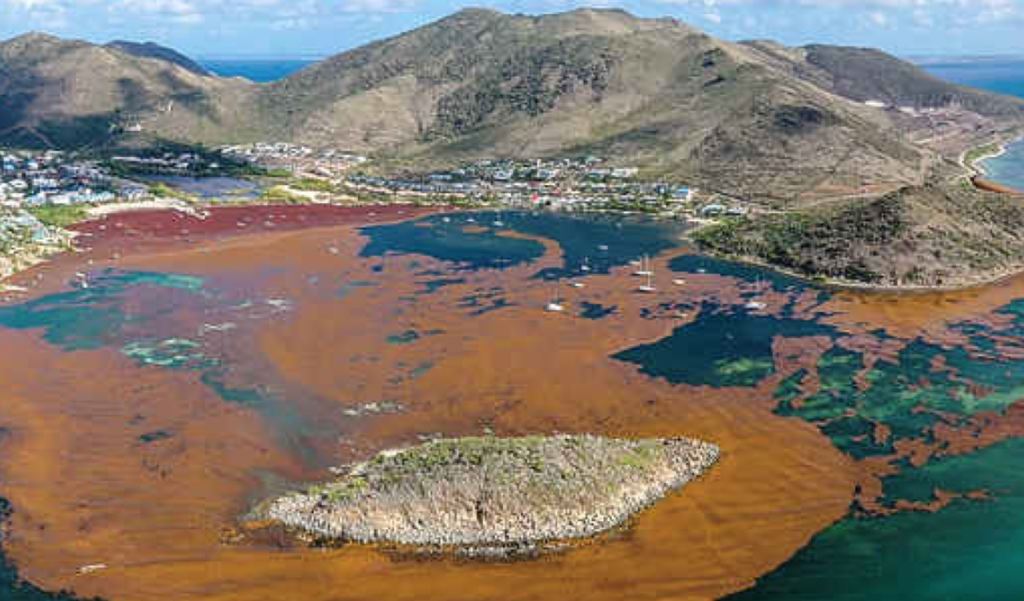 Enorme hoeveelheid sargassum in baai Cul-de-Sac