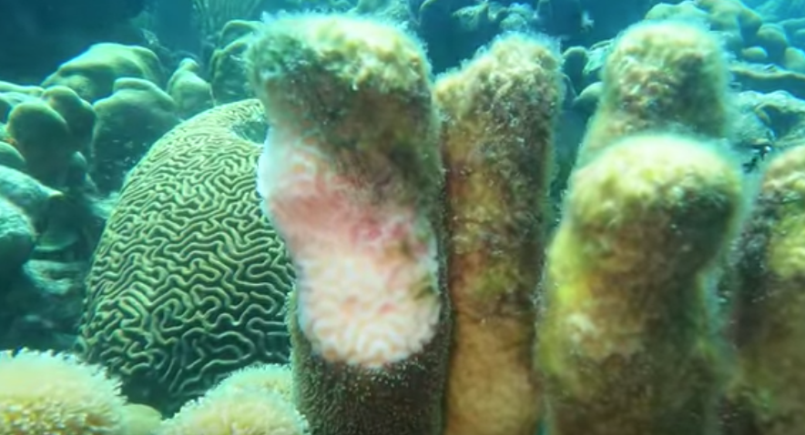Dodelijke koraalziekte ontdekt op Bonaire