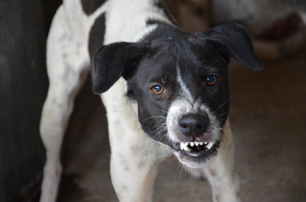 Hondenoverlast in Dominguito