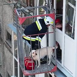 Video | Hulpdiensten redden hond uit verwoeste flat in Mykolajiv