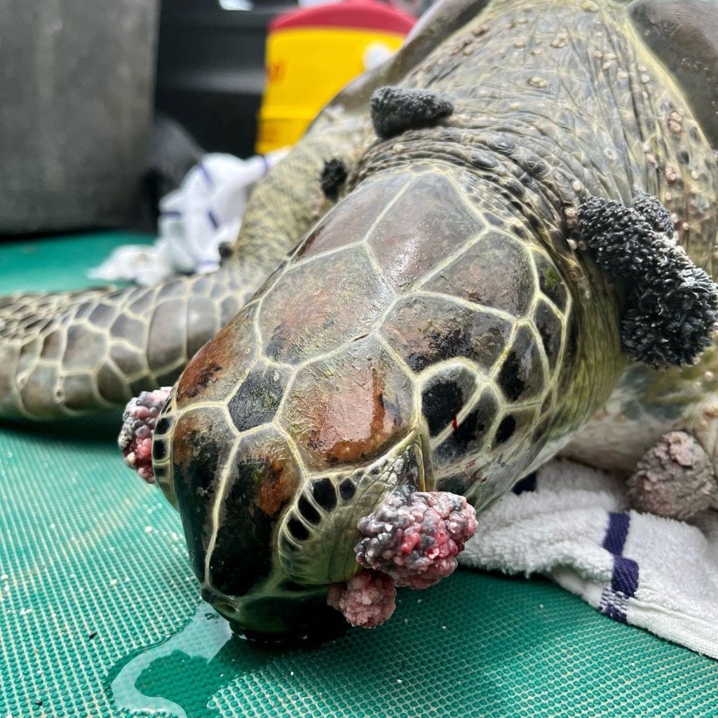 Sea Turtle Conservation Curaçao redt zeeschildpad