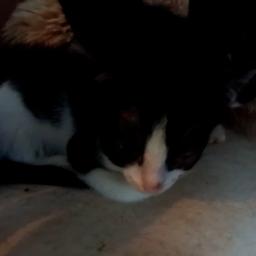 Video | Tientallen ernstig zieke katten en kittens gevonden in woning Roosendaal