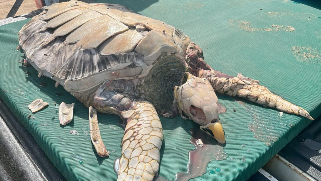 Dode zeeschildpad bij Playa Grandi